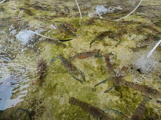 lobsters raised in concrete ponds.