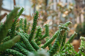 Euphorbia guentheri in botanic garden