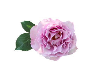 Rose flower light pink skin with green leaf isolated on white top view background , clipping path