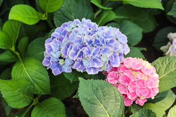 Close up  hydrangea macrophylla field flowers blooming (hortensia) with green leaf in garden background