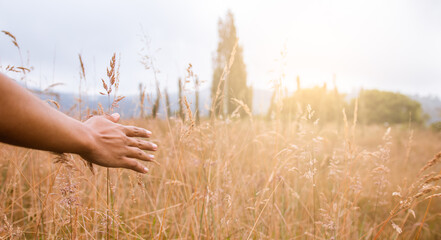 Summer Bliss: Hand Stroking Sun-Drenched Meadow