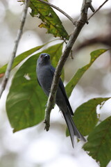 Ashy Drongo ( Dicrurus leucophaeus ) perched on dry tree branches in the forest , thailand