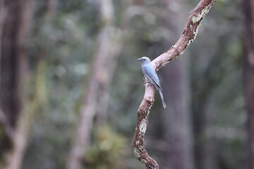 Ashy Drongo ( Dicrurus leucophaeus ) perched on dry tree branches in the forest , thailand