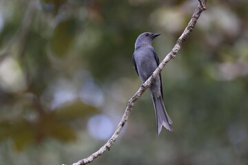 Ashy Drongo ( Dicrurus leucophaeus ) perched on dry tree branches in the forest , thailand