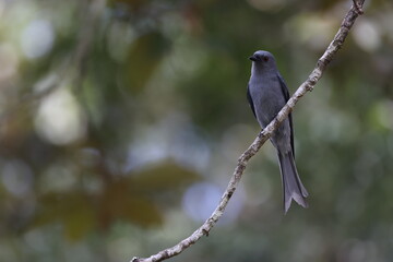 Ashy Drongo ( Dicrurus leucophaeus ) perched on dry tree branches in the forest , thailand