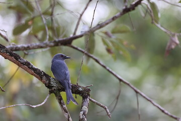 Ashy Drongo ( Dicrurus leucophaeus ) perched on dry tree branches in the forest , thailand
