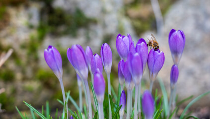 Bee on blooming purple flower of the Crocus tommasinianus plant