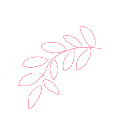pink flower isolated on white ,pink branch leave outline