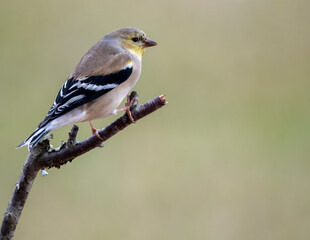 Gold Finch Perched