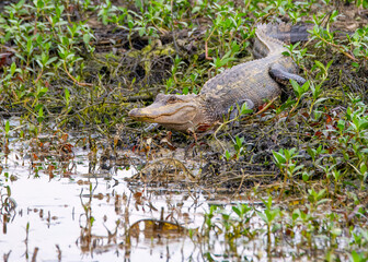 American Alligator Basking