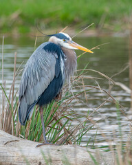 Great Blue Heron
