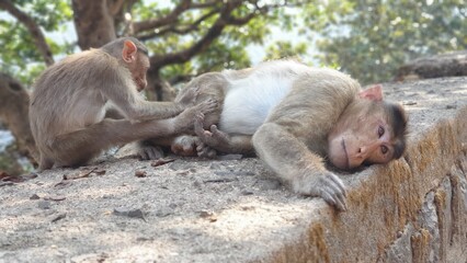 Monkey Massage