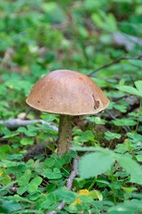 Podosinovik. Edible mushrooms grew in the forest during the warm season.