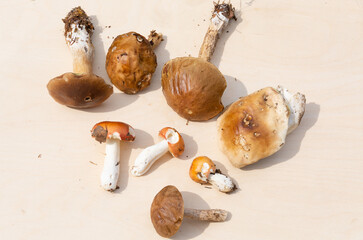 Edible mushrooms grew in the forest during the warm season. 