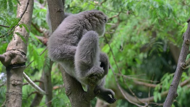 Java gibbon (Hylobates Moloch), endemic fauna from West Java