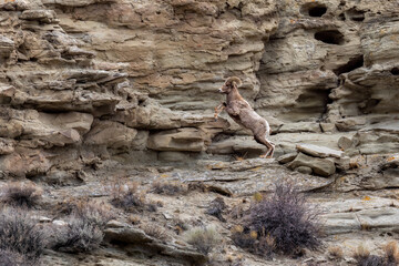 A big horn sheep leaps up a steep rock cliff in the morning daylight in Montana