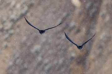 Ravens fly gracefully in a late spring snowstorm in Yellowstone National Park