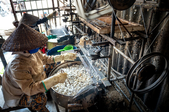 workers are sorting silkworm pupae