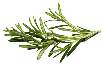 Rosemary leaf herbal is spices isolated on a transparent background