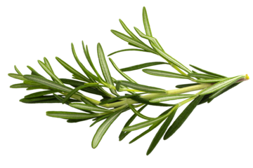 Rosemary leaf herbal is spices isolated on a transparent background