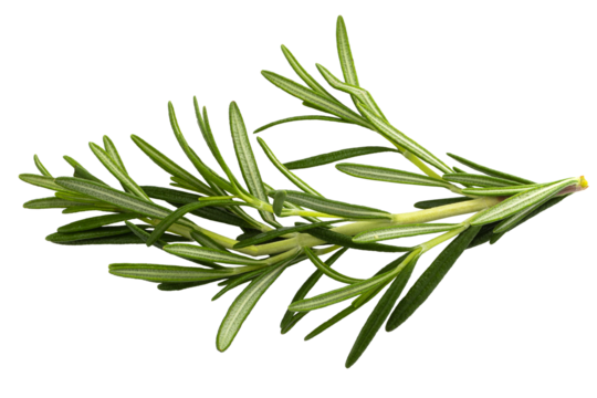 Rosemary leaf herbal is spices isolated on a transparent background