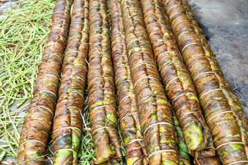 The leaves of the tobacco plants are rolled into large bundles about 2m long to prepare for slicing into fibers in Thai Thuy District, Thai Binh Province, Vietnam