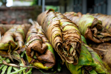 The leaves of the tobacco plants are rolled into large bundles about 2m long to prepare for slicing into fibers in Thai Thuy District, Thai Binh Province, Vietnam