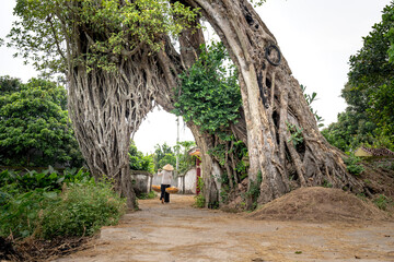 Old banyan tree is also the village gate in Tan Hung Commune, Tien Lu District, Hung Yen Province,...