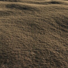 green grass in the field 