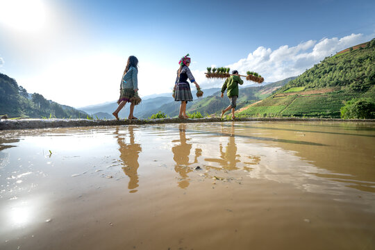 H'mong ethnic people work on rice fields in Mu Cang Chai, Yen Bai Province, Vietnam