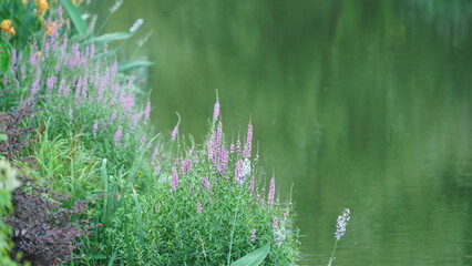The beautiful flowers blooming in the garden in summer