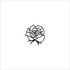 vector illustration of a white rose