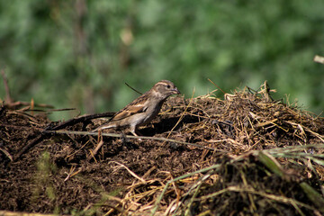 gorrion sobre hojarasca