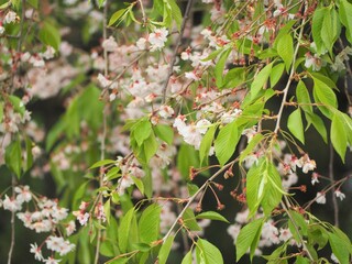 春の花　枝垂桜　葉桜