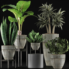 plants in pots (Render)