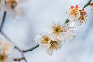 cherry blossom in spring