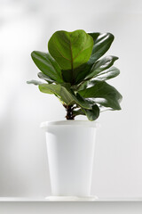 Fiddle fig or Ficus lyrata in white plastic pot on white table.
