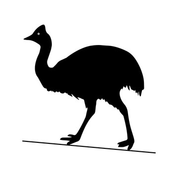 recommend clip art: Silhouette cassowary bird vector illustration