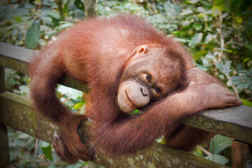 Borneo Orangutans 