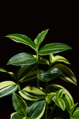 A macro low key light photo of a small, healthy and beauty spiderwort plant. 