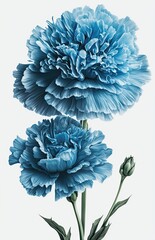 Blue Carnation Isolated on White Background
