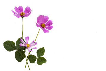 purple flowers cosmos arrangement flat lay postcard style 