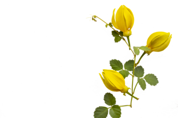 yellow flowers ylang ylang local flora of asia arrangement flat lay postcard style 