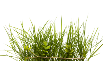 background texture nature grass , leaf arrangement flat lay post card style 