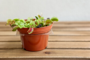 Dionaea muscipula on wooden table near light wall