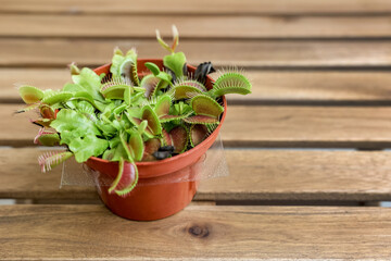 Dionaea muscipula on wooden table