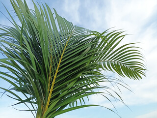 Palm leaves on blue sky background. Natural green palm leaf pattern backgrounds.