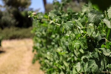 Green grape leaves in vineyard, closeup