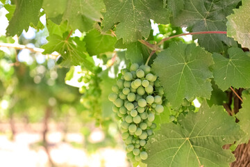 Bunch of green grapes in vineyard, closeup