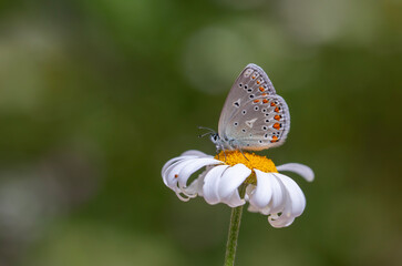 butterfly feeding on daisy, Anatolian Zephyr Blue , Plabejus modicus